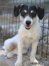 MAXIE, Hund, Mischlingshund in Breisach - Bild 15