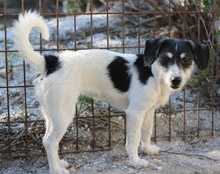 MAXIE, Hund, Mischlingshund in Breisach - Bild 16