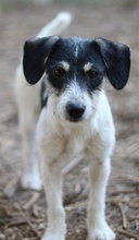 MAXIE, Hund, Mischlingshund in Breisach - Bild 20