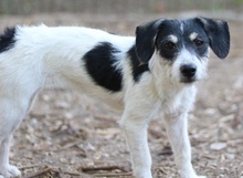MAXIE, Hund, Mischlingshund in Breisach - Bild 21