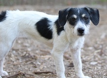 MAXIE, Hund, Mischlingshund in Breisach - Bild 22