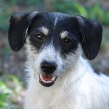 MAXIE, Hund, Mischlingshund in Breisach - Bild 3