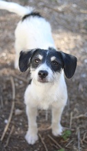 MAXIE, Hund, Mischlingshund in Breisach - Bild 5