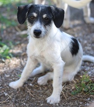MAXIE, Hund, Mischlingshund in Breisach - Bild 9