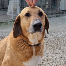 VITO, Hund, Mischlingshund in Italien - Bild 1