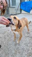 VITO, Hund, Mischlingshund in Italien - Bild 10