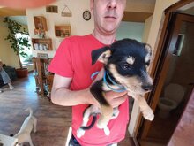 JACK, Hund, Mischlingshund in Bulgarien - Bild 3