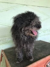 BLACKY, Hund, Mischlingshund in Rumänien - Bild 1