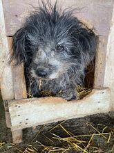 BLACKY, Hund, Mischlingshund in Berlin - Bild 6