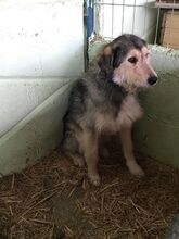 AMBRA, Hund, Mischlingshund in Rumänien - Bild 7