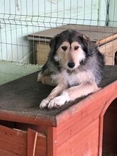 AMBRA, Hund, Mischlingshund in Rumänien - Bild 9