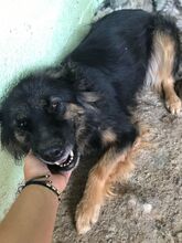 PERCY, Hund, Hovawart-Belgischer Schäferhund-Mix in Rumänien - Bild 10