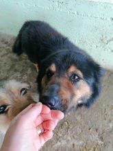 PERCY, Hund, Hovawart-Belgischer Schäferhund-Mix in Rumänien - Bild 6