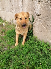 LESSLIE, Hund, Mischlingshund in Rumänien - Bild 4