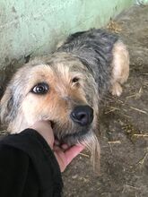 APONI, Hund, Mischlingshund in Rumänien - Bild 2