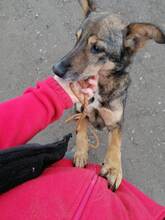 ROBIN, Hund, Mischlingshund in Rumänien - Bild 1