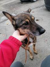 ROBIN, Hund, Mischlingshund in Rumänien - Bild 10