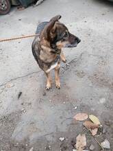 ROBIN, Hund, Mischlingshund in Rumänien - Bild 11