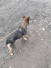 ROBIN, Hund, Mischlingshund in Rumänien - Bild 12