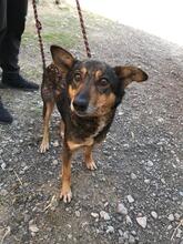 ROBIN, Hund, Mischlingshund in Rumänien - Bild 2