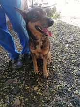 ROBIN, Hund, Mischlingshund in Rumänien - Bild 4