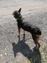 ROBIN, Hund, Mischlingshund in Rumänien - Bild 5