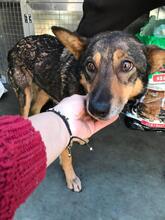 ROBIN, Hund, Mischlingshund in Rumänien - Bild 6