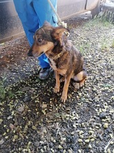 ROBIN, Hund, Mischlingshund in Rumänien - Bild 7