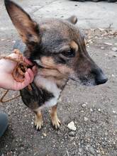 ROBIN, Hund, Mischlingshund in Rumänien - Bild 9