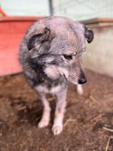 SAJAN, Hund, Mischlingshund in Rumänien - Bild 11