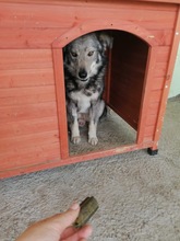 SAJAN, Hund, Mischlingshund in Rumänien - Bild 12