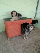 SAJAN, Hund, Mischlingshund in Rumänien - Bild 13