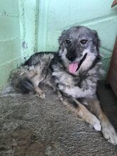 SAJAN, Hund, Mischlingshund in Rumänien - Bild 2