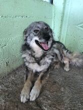 SAJAN, Hund, Mischlingshund in Rumänien - Bild 4