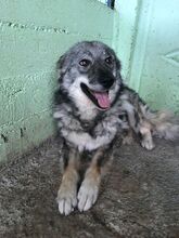 SAJAN, Hund, Mischlingshund in Rumänien - Bild 5