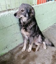 SAJAN, Hund, Mischlingshund in Rumänien - Bild 6