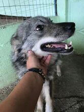 SAJAN, Hund, Mischlingshund in Rumänien - Bild 8