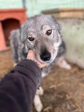 SAJAN, Hund, Mischlingshund in Rumänien - Bild 9