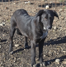 FRIEDA, Hund, Mischlingshund in Rumänien - Bild 1