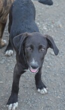 FRIEDA, Hund, Mischlingshund in Rumänien - Bild 13