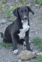 FRIEDA, Hund, Mischlingshund in Rumänien - Bild 2