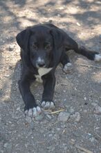 FRIEDA, Hund, Mischlingshund in Rumänien - Bild 4