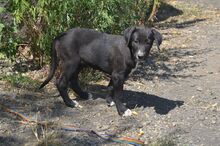 FRIEDA, Hund, Mischlingshund in Rumänien - Bild 6