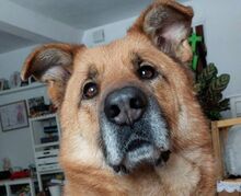 BARNEY, Hund, Mischlingshund in Slowakische Republik - Bild 1