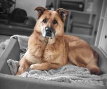 BARNEY, Hund, Mischlingshund in Slowakische Republik - Bild 2