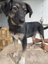 OHANA, Hund, Mischlingshund in Griechenland - Bild 1
