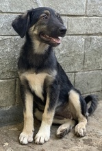 OHANA, Hund, Mischlingshund in Griechenland - Bild 10