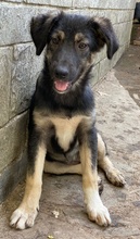 OHANA, Hund, Mischlingshund in Griechenland - Bild 12