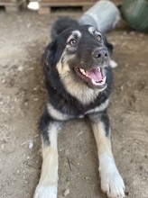 OHANA, Hund, Mischlingshund in Griechenland - Bild 16