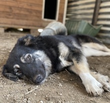OHANA, Hund, Mischlingshund in Griechenland - Bild 18